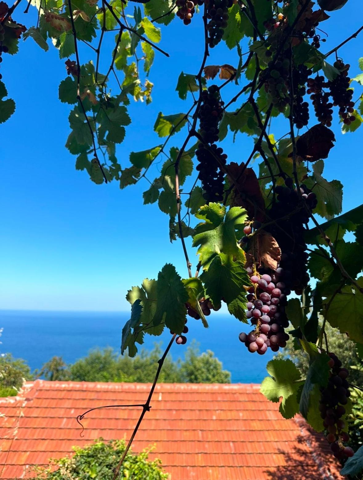 Апартаменты Om Living Pelion Агиос-Димитриос Экстерьер фото